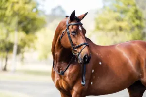Cavalier Classic Bridle Black
