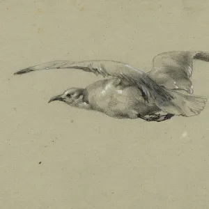Seagull