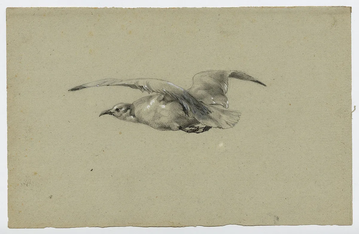 Seagull